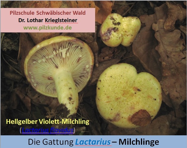 Milchlinge-Lactarius-Seminar-Pilzschule-Schwbischer-Wald