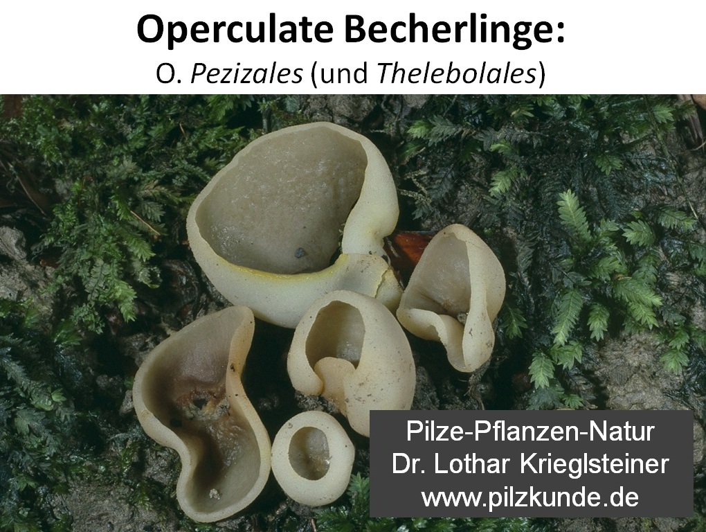 Operculate-Becherlinge-Pezizales-Schlauchpilzkurs