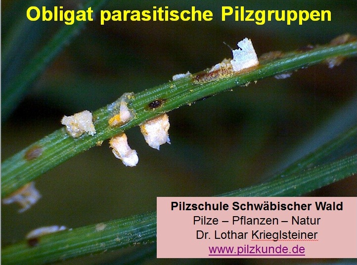 Parasitische-Pilze-Rostpilze-Brandpilze-Mehltaupilze