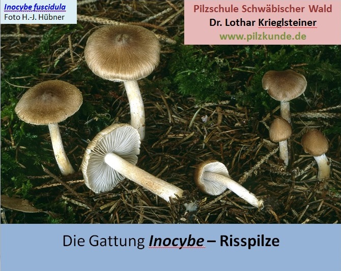 Risspilze-Inocybe-Bestimmen-Pilzkurs