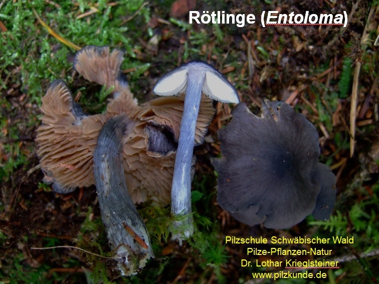 Rötlinge-Entoloma-Pilzkurs-für-Fortgeschrittene