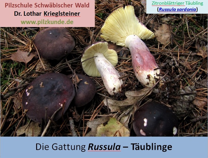 Täublinge-Russula-Bestimmen-Schlssel-Pilzschule-Schwbischer-Wald