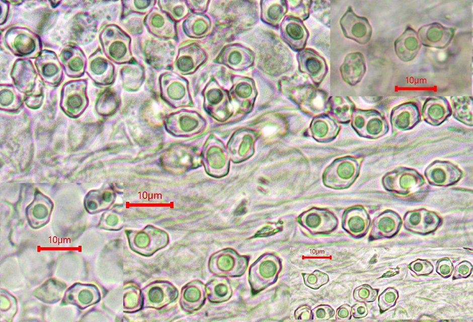 z Entoloma fernandae NOR Trillemarka Rollagsfjell 22.23.07. Folie 2